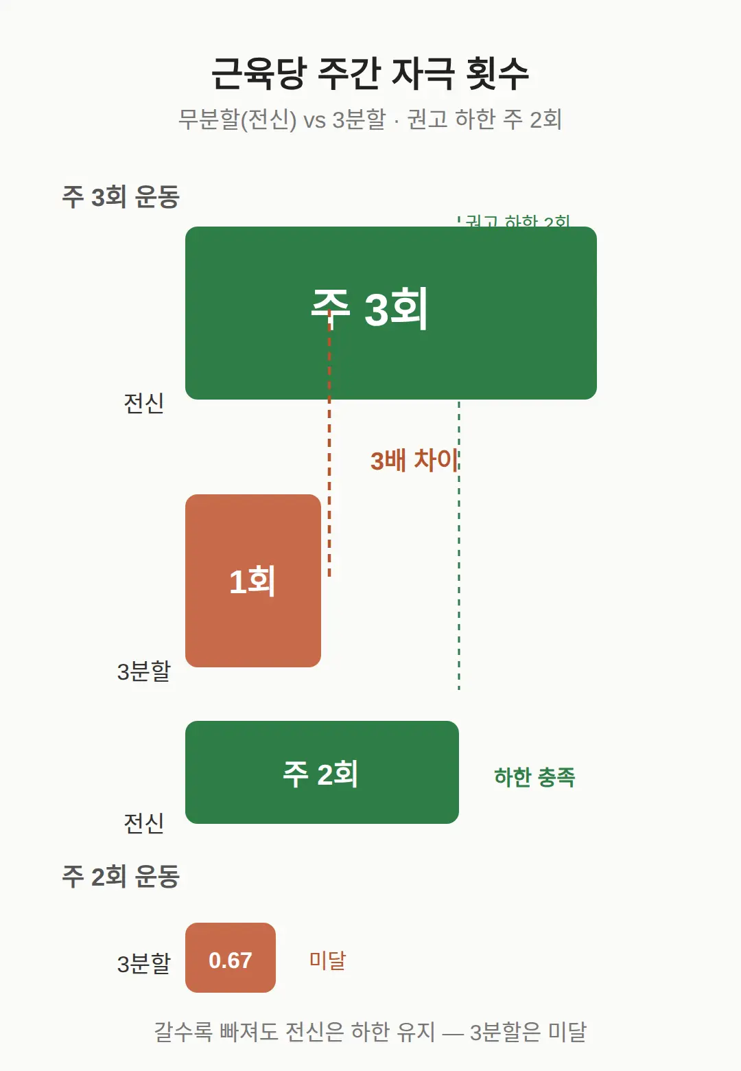 무분할 vs 3분할 차이 — 근육 자극 횟수로 비교