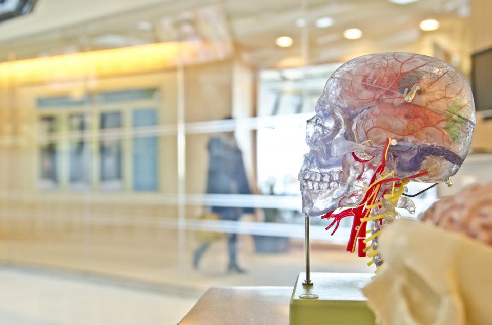 Human Anatomy — 뇌도 쓰는 에너지 시스템 — 작용 원리