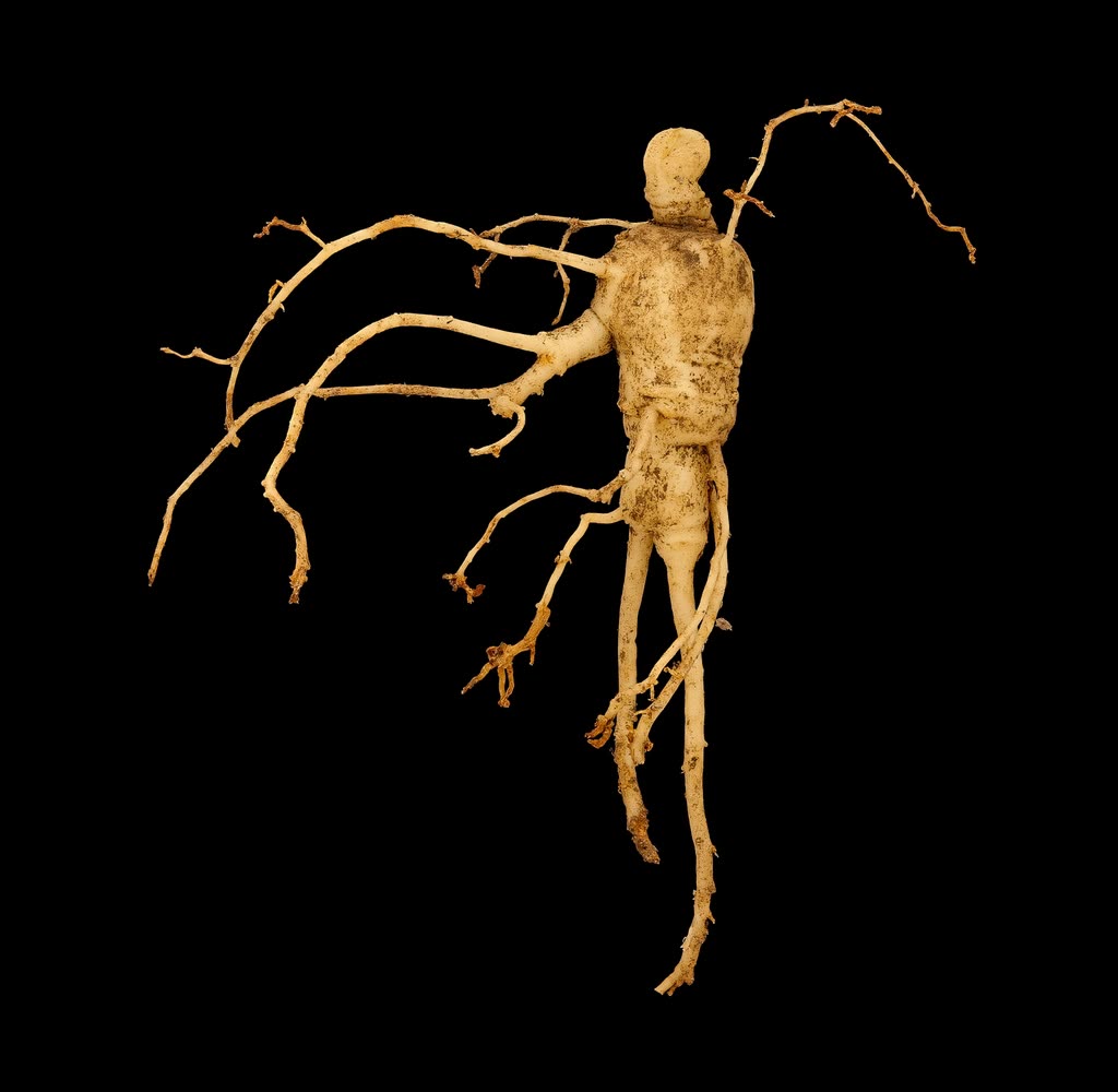 American Ginseng root, Panax quinquefolius — 인삼 아르기닌 발기부전, 98명 3개월 임상은 어떻게 진행됐나