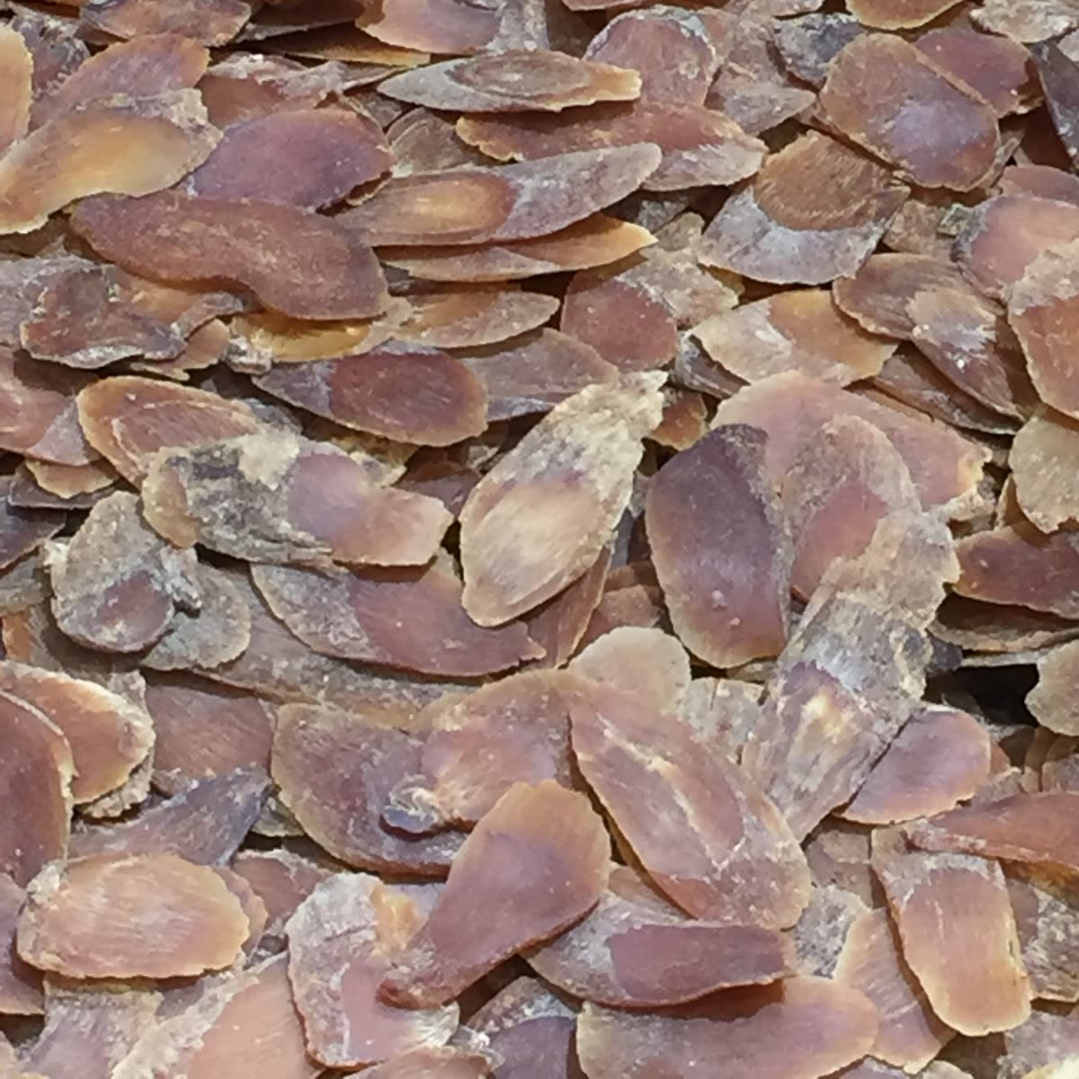 Red ginseng slices (20240124) — 홍삼 면역 기능성, 어디까지 확인됐나