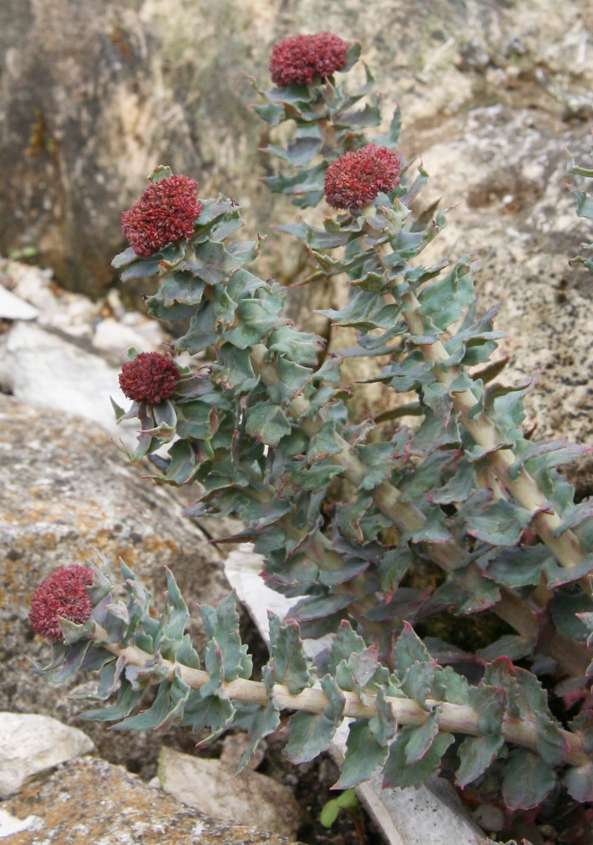 Rhodiola heterodonta — 홍경천 운동 효과, 어디까지 확인됐나