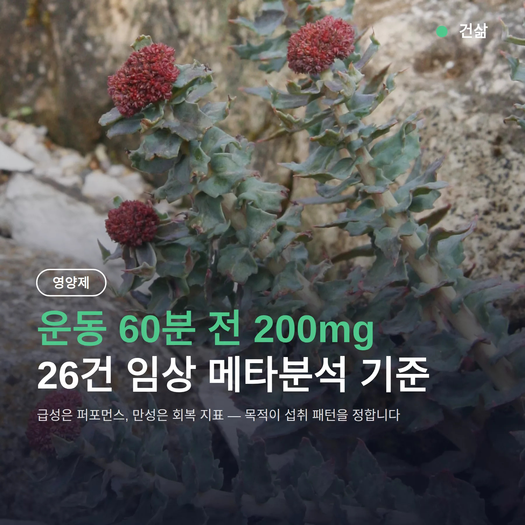 홍경천 운동 효과, 운동 60분 전 200mg이 확인된 답