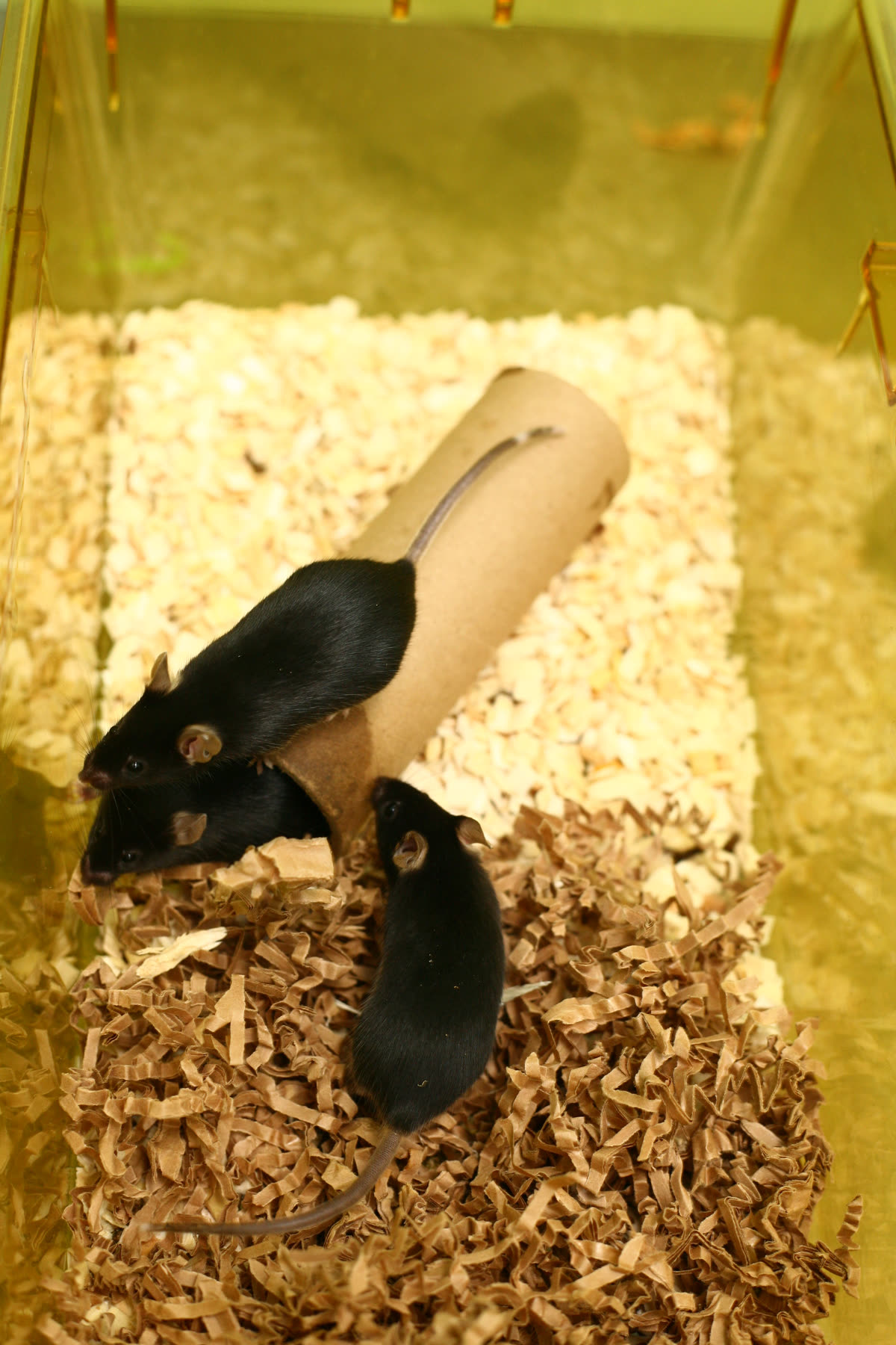 Black-mouse-trio-in-cage-2 — 세마글루타이드 수명 연장 실험 — 대상과 방법