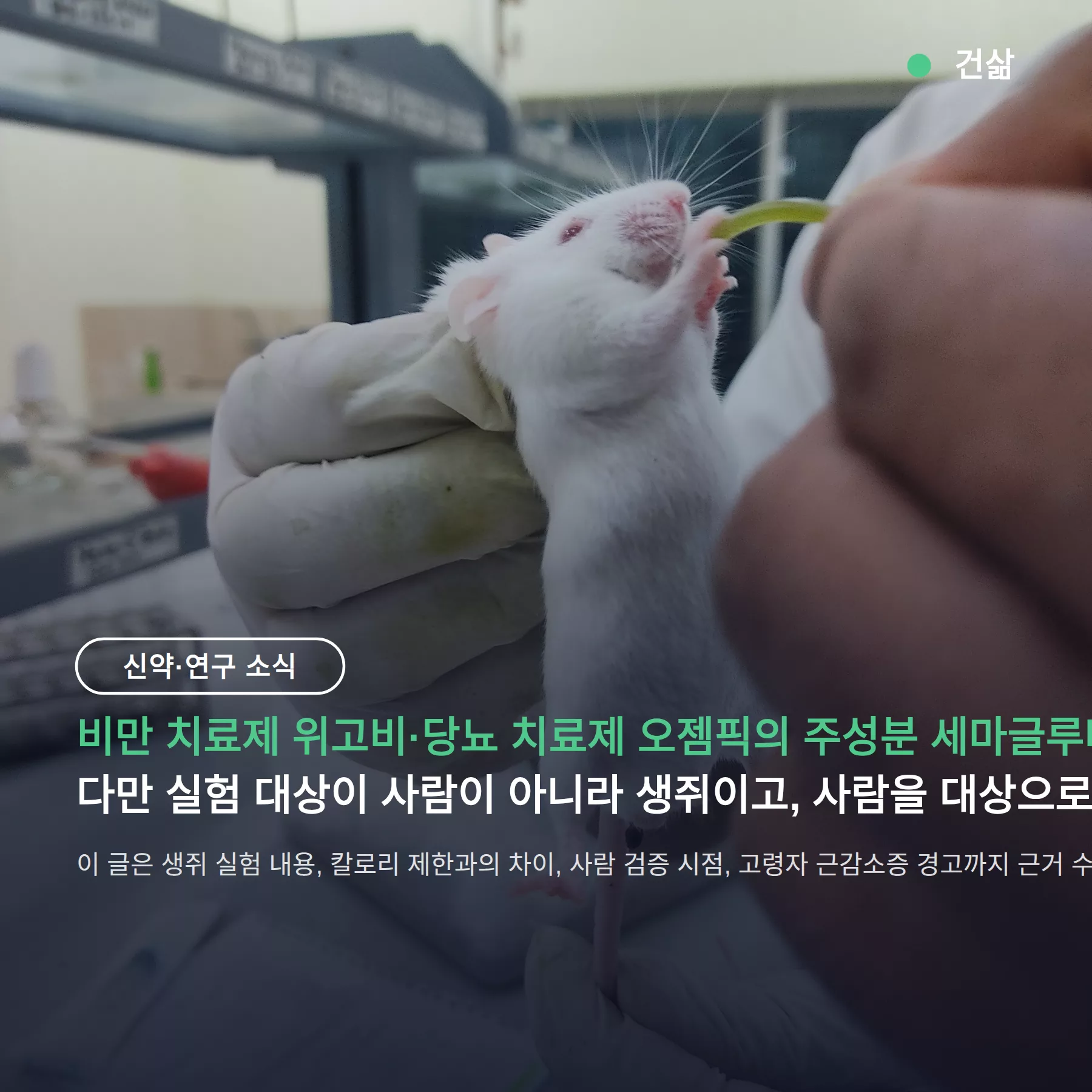 세마글루타이드 수명 연장 — 생쥐 92일 늘었고, 사람은 2028년부터 검증
